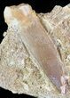 Fossil Plesiosaur (Zarafasaura) Tooth In Rock #61090-2